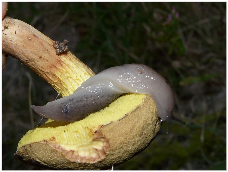 Alcuni Limax millepunctatus dal Gargano (FG)